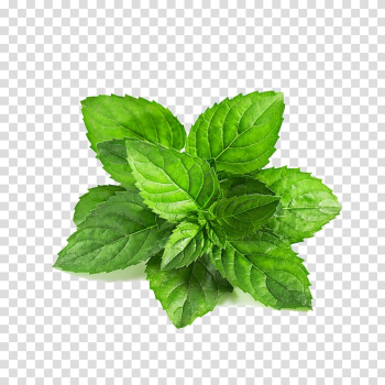 Mint leaf illustration, Peppermint Mentha spicata Leaf Mentha arvensis Green, Mint leaf transparent background PNG clipart