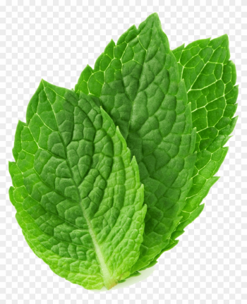 Mint Leaves