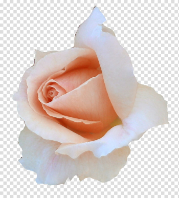 Miscellaneous Roses , pink rose transparent background PNG clipart