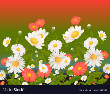 mixed daisy flowers mixed daisy flowers