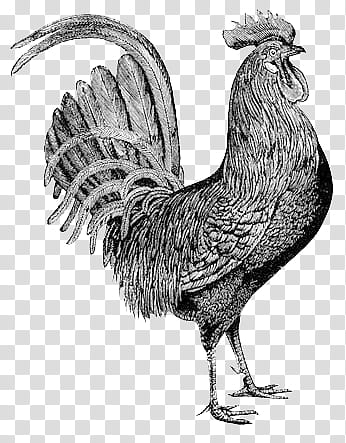 Mochizuki animals, rooster illustration transparent background PNG clipart Mochizuki animals, rooster illustration transparent background PNG clipart
