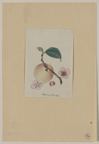 Momo (peach). Original from the Library | Free Photo - rawpixel Momo (peach). Original from the Library | Free Photo - rawpixel