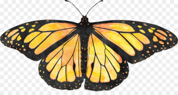 Monarch Butterfly Biosphere Reserve Monarch Butterfly Sanctuary Pacific Grove Milkweed butterfly - butterfly 