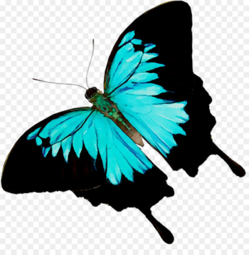 Monarch butterfly Brush-footed butterflies Paperback Book - Monarch butterfly Brush-footed butterflies Paperback Book -
