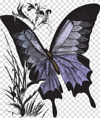 Monarch butterfly, Color butterfly transparent background PNG clipart Monarch butterfly, Color butterfly transparent background PNG clipart