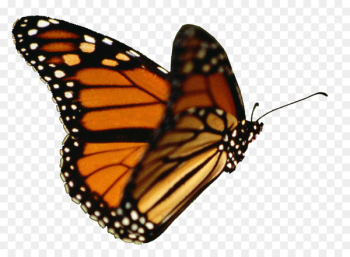 Monarch butterfly Flight Insect Butterfly, Butterfly - butterfly 