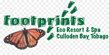 Monarch butterfly Footprints Eco Resort & Spa Brush-footed ...