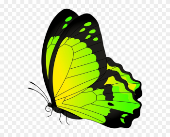 Monarch Butterfly Full-color Decorative Butterfly Illustrations - Monarch Butterfly Full-color Decorative Butterfly Illustrations