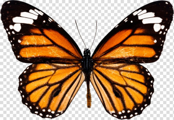 Monarch butterfly Insect, watercolor butterfly transparent background PNG clipart Monarch butterfly Insect, watercolor butterfly transparent background PNG clipart