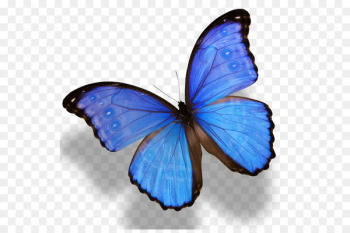 Monarch butterfly Morpho menelaus Morpho amathonte - butterfly 