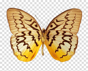 Monarch butterfly Moth Animation, butterfly transparent background PNG clipart Monarch butterfly Moth Animation, butterfly transparent background PNG clipart