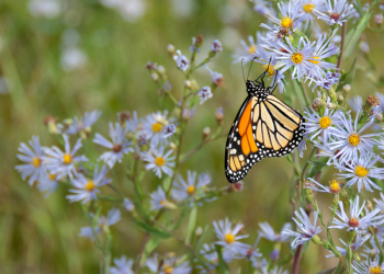 Monarch Butterfly On Flower Monarch Butterfly On Flower