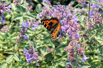 Monarch Butterfly on Purple Flower Monarch Butterfly on Purple Flower