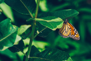 Monarch Butterfly Perched Monarch Butterfly Perched