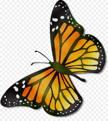 Monarch butterfly Pieridae Brush-footed butterflies Template -  