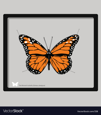 Monarch butterfly vector image Monarch butterfly vector image