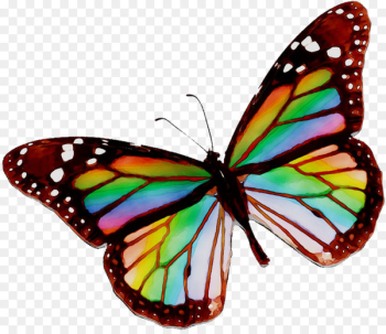 Monarch butterfly Viceroy Mimicry Adaptation - Monarch butterfly Viceroy Mimicry Adaptation -