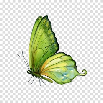 Monarch butterfly Watercolor painting Art, butterfly transparent background PNG clipart