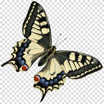 Monarch butterfly , White butterfly transparent background PNG clipart Monarch butterfly , White butterfly transparent background PNG clipart