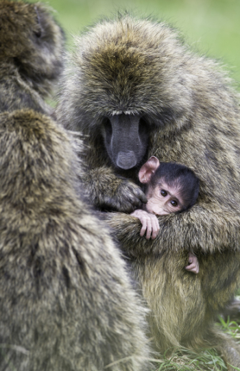 Monkey Carrying Baby Monkey Monkey Carrying Baby Monkey