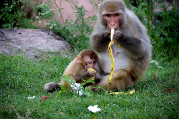 Monkey Eating Bananas Monkey Eating Bananas