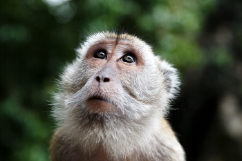 Monkey. Free public domain CC0 | Free Photo - rawpixel Monkey. Free public domain CC0 | Free Photo - rawpixel