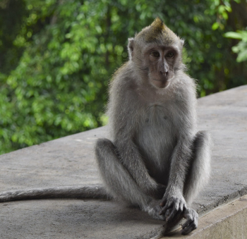 Monkey Sitting Monkey Sitting