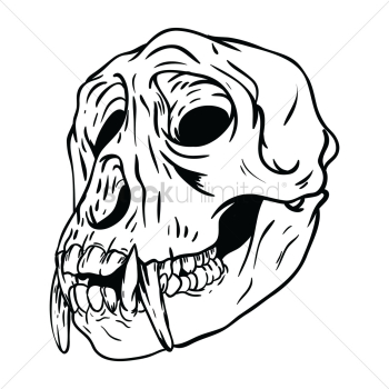 Monkey skull Monkey skull