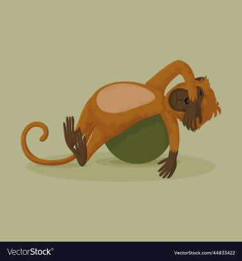 monkey tired lying on the ball monkey tired lying on the ball