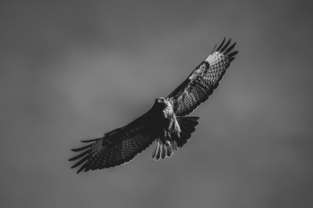 Monochrome Photo of Flying Falcon Monochrome Photo of Flying Falcon
