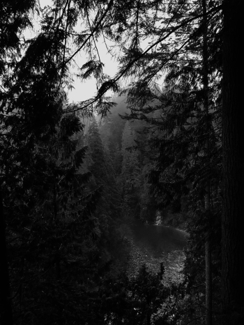 Monochrome Photo of Forest Monochrome Photo of Forest