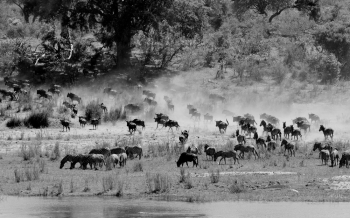 Monochrome Photo of Zebras on Grassland Monochrome Photo of Zebras on Grassland