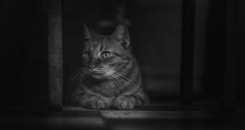 Monochrome Photography of Cat Monochrome Photography of Cat