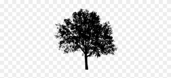 Monochrome Tree Elevation Png Monochrome Tree Elevation Png
