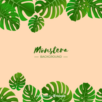 Monstera background Free Vector Monstera background Free Vector