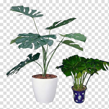 Monstera deliciosa potted plant illustration, Swiss cheese plant Light Houseplant catalysis, Small potted plants transparent background PNG clipart