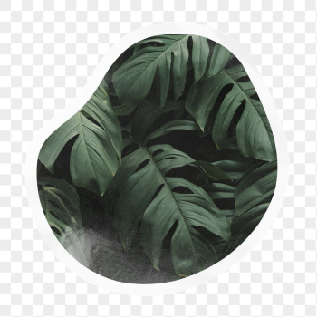 Monstera leaf png badge sticker | Free PNG - rawpixel Monstera leaf png badge sticker | Free PNG - rawpixel