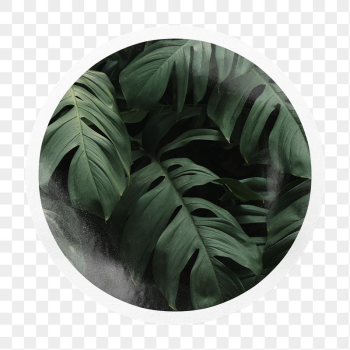 Monstera leaf png badge sticker | Free PNG - rawpixel Monstera leaf png badge sticker | Free PNG - rawpixel