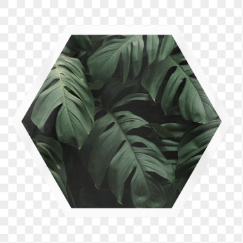 Monstera leaf png sticker, hexagon | Free PNG - rawpixel Monstera leaf png sticker, hexagon | Free PNG - rawpixel
