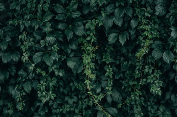 Moody Green Vine Wall Texture Moody Green Vine Wall Texture