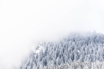 Moody winter forest pattern Moody winter forest pattern