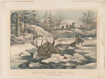 Moose and wolves a narrow | Free Photo - rawpixel Moose and wolves a narrow | Free Photo - rawpixel