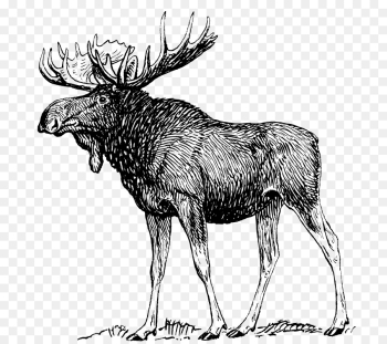 Moose, Drawing, Line Art, Reindeer, Elk PNG