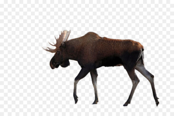 Moose, Silhouette, Royaltyfree, Wildlife PNG Moose, Silhouette, Royaltyfree, Wildlife PNG
