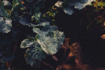 Morning dew Morning dew
