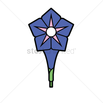 Morning glory Morning glory