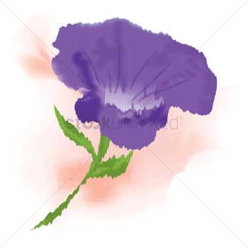 Morning glory Morning glory