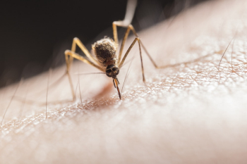 Mosquito Biting on Skin Mosquito Biting on Skin