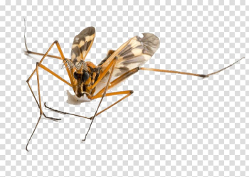 Mosquito Insect, Flying animal transparent background PNG clipart Mosquito Insect, Flying animal transparent background PNG clipart