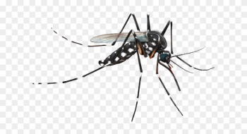 Mosquito Png - Mosquito Png Mosquito Png - Mosquito Png